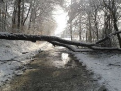 Včeraj je težak, moker sneg podiral drevesa in trgal električne žice.