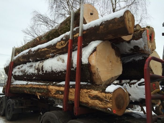 Kočevski les prvič prodali na licitaciji v Slovenj Gradcu 