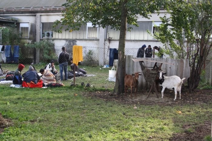 V sprejemnem centru v Dobovi so koze najbližje sosede migrantov.