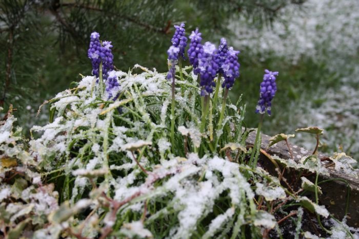 Snega smo aprila imeli tudi lani. (Foto: arhiv lokalno.si)