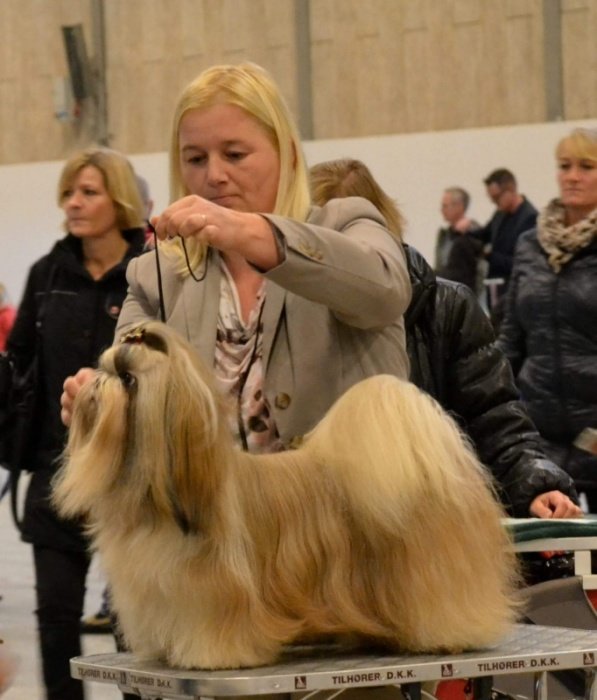Renata Bukovac je vzrediteljica psov pasme shih tzu, s svojimi lepotci pa žanje tudi izjemne uspehe na razstavah. (Foto: osebni arhiv)