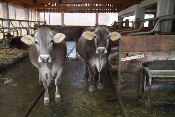 Na kmetiji imajo v hlevu 22 krav in 15 plemenskih telic, na leto pa pridelajo okoli 130 tisoč litrov mleka.