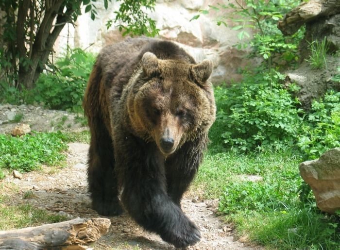 V državi je po ocenah okoli 1000 medvedov in 80 volkov. (Foto: M. Ž., arhiv DL)
