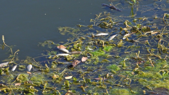 Mrtve ribe pri HE Brežice (Foto: D. Klenovšek)