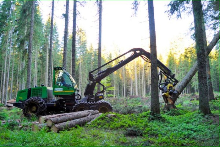 Z upravljanjem gozdov, ki jih je dobila od države, Nadškofija Ljubljana ustvarja visoke dobičke. (Foto: GG Bled)