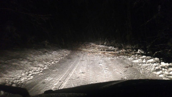 Pod težo snega spet padajo drevesa (prejšnje tri fotografije: FB PKD)