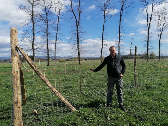 Nov gozdni nasad s skoraj 1.600 sadikami na Trbančevi zemlji je zaščiten z žičnato ograjo. Zadaj nekaj starih hrastov. 
