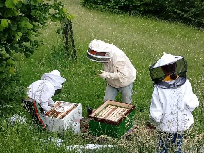 Predstavitev čebel sošolcem