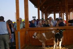 Prenovljen živinski sejem v Šentjerneju odprt