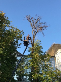 Na Rozmanovi ulici odstranili nevarno drevo