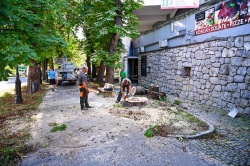 Na Rozmanovi ulici odstranili nevarno drevo