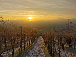 FOTO: V vinogradu KŠ Grm pri -7°C opravili posebno trgatev