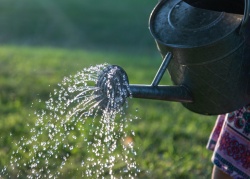 Zalivanje vrtov z vodo iz vodovoda je prepovedano na širšem novomeškem in trebanjskem območju, prav tako pranje avtomobilov in polnjenje bazenov. (Foto: Unsplash)