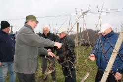 Kot veleva stara navada, so vinogradniki opravili za »vincekovo« prvo letošnjo rez vinske trte. Tretji z leve predsednik Vinogradniškega društva Pišece Vinko Lesinšek.