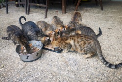 Skupina veterinarsko urejenih prostoživečih mačk iz okolice Novega mesta (Foto: Društvo za zaščito živali Novo mesto)