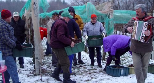 Na ledeni trgatvi je bilo mrzlo, termometer je kazal 10 stopinj pod ničlo, a trgačev v Peršetovem vinogradu to ni motilo. (Foto: L. M.)