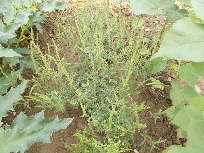 Pelinolistna ambrozija (Ambrosia artemisifolia) (Foto: Uprava za varno hrano, veterinarstvo in varstvo rastlin)