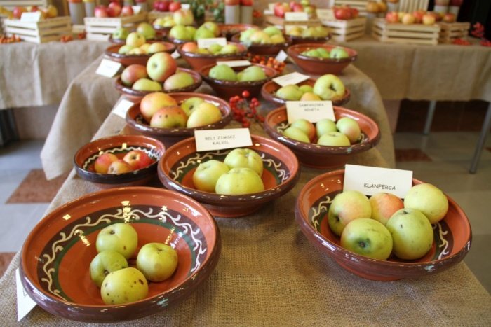 Razstava jabolk v avli kulturno-kongresnega centra