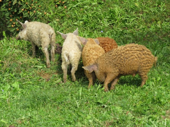 V Jesenski zgodbi veliko pozornost namenili predelavi ovčje volne