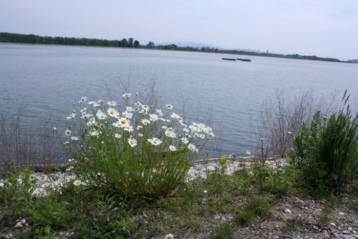 Ob pticah so ob brežiškem jezeru tudi številne vrst rož. (Foto: M. L.)