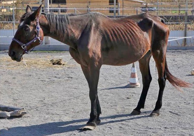 Ana Pan Vita je bila zaradi infekcije, ki je bila posledica razklanega kopita, v najslabšem stanju. (Foto: Društvo za zaščito konj)