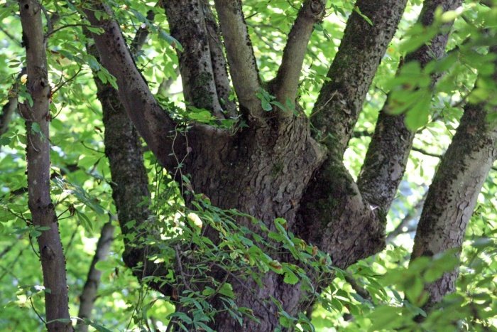 Veje, ki poženejo iz tako obžaganega drevesa, so na deblo slabo pritrjene in se bodo prej začele lomiti.