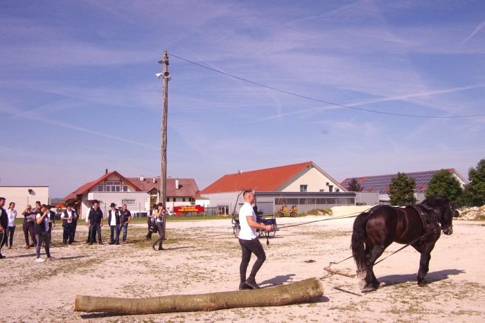 5. dan slovenskega hladnokrvnega konja v Šentjerneju