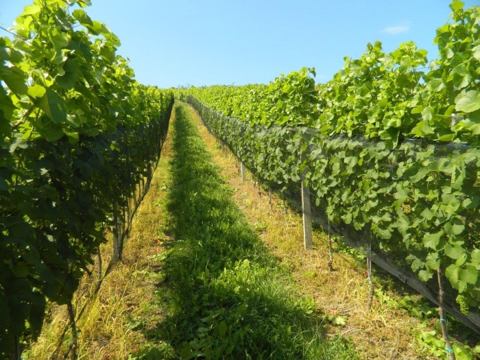 Bočne mreže v vinogradu (foto: Roman Matjašič)