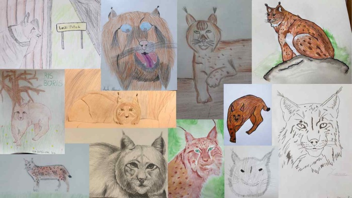 Kolaž risb učencev OŠ Sodražica (Foto: LIFE Lynx)