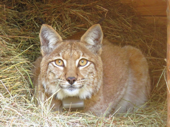 Ris Boris (Foto: M. S., LIFE Lynx)