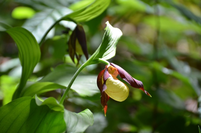 Lepi čeveljc, najlepša  med orhidejami, raste tudi na Dolenjskem.