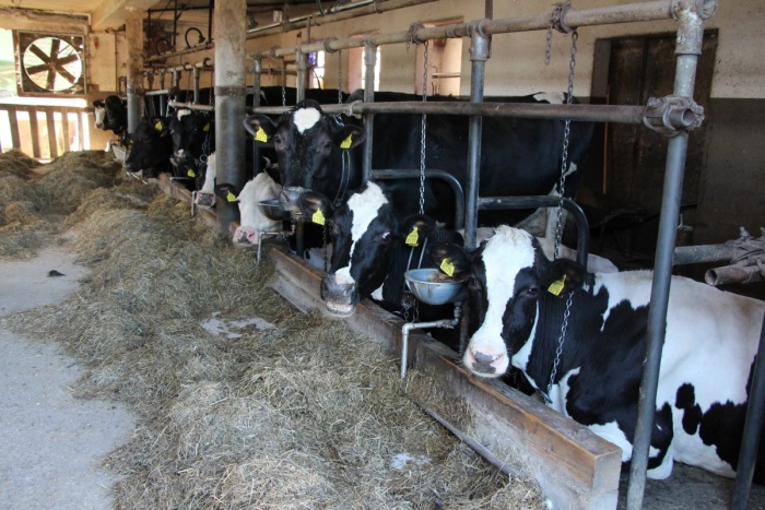 Kmetija je usmerjena v pridelavo mleka.