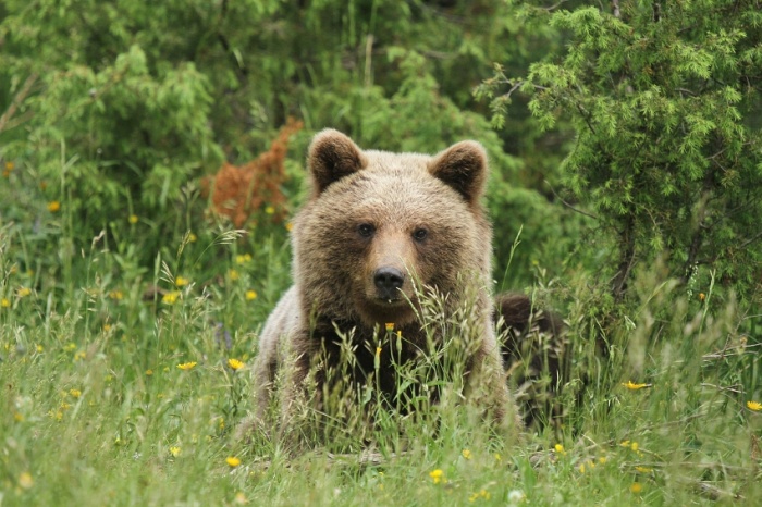 Medved vabi... (Foto: Janez Papež)