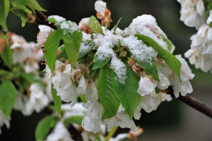 Cvetove v polnem cvetenju pozeba prizadene pri minus 1,5 stopinje Celzija. (foto: Bobo)