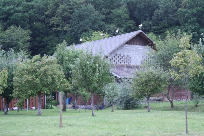 V belokranjski vasi Zemelj, od koder je pred dnevi posneta fotografija, se je v dvanajstih letih izvalilo devetnajst štorkelj. (Foto: M. L.)