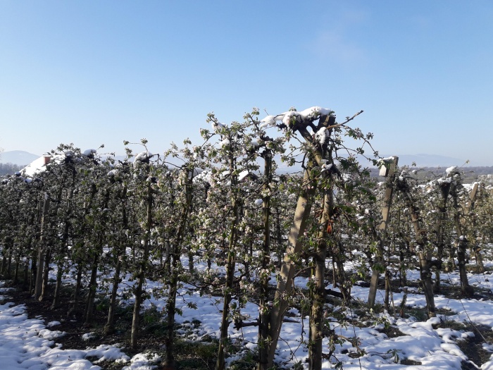Posavske jablane so bile v cvetju, ko jih je prekril sneg. Čez nekaj dni bo vse rjavo, zdaj se prave posledice še ne vidjo ... (foto: J. K.)