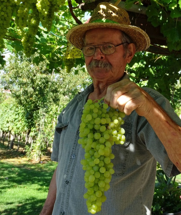Jože Jakše iz Šentjerneja je ponosen na gromozanske grozde na skoraj 40 let stari trti sorte sultana.