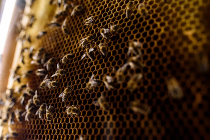 Podgoršek o potencialu Hiše kranjske čebele