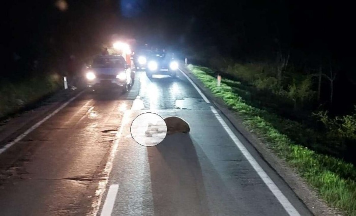 Na cesti med Škofljico in Turjakom so v torek obravnavali dva primera  trka osebnega avtomobila v medveda. Eden je poginil (na sliki; foto: FB), drugi pa je preživel in pobegnil v gozd.